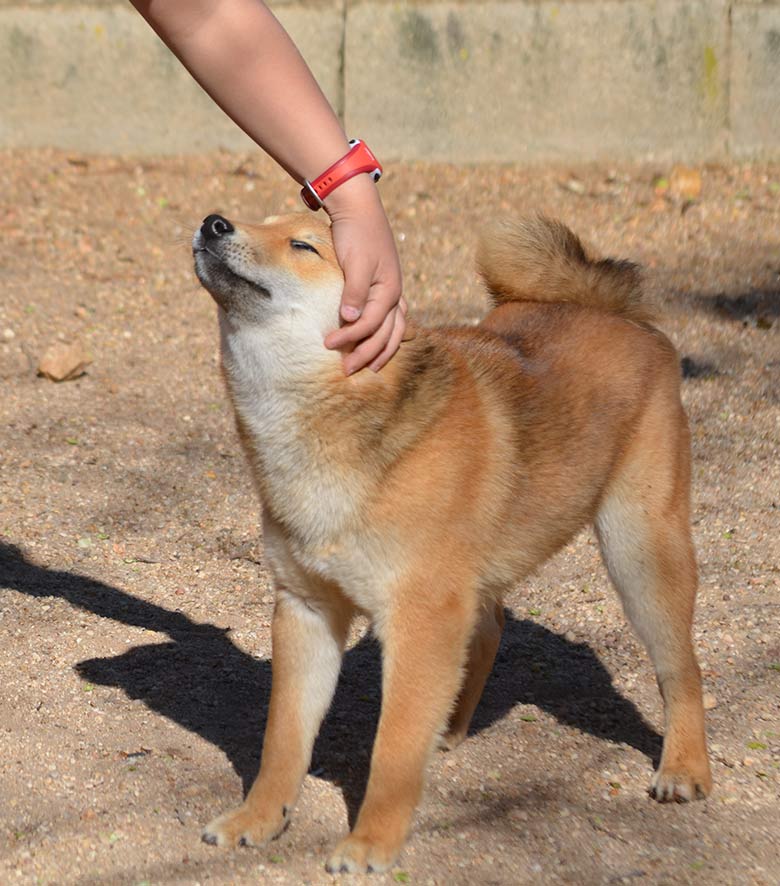 guarderia para mascotas