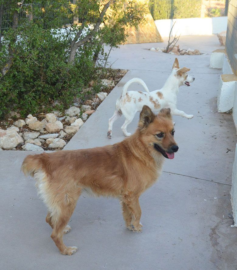 Residencia para perros en Madrid