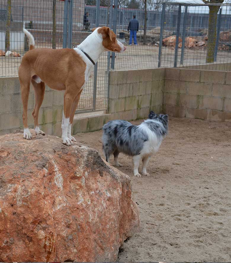 Residencia para perros en Madrid