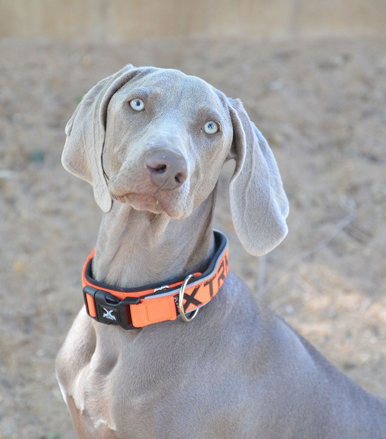 guarderia-perros-madrid