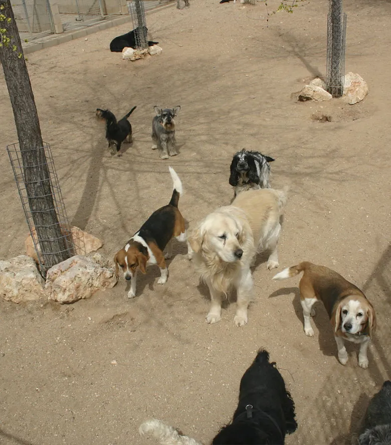 Residencia Canina en Madrid Granja La Luna