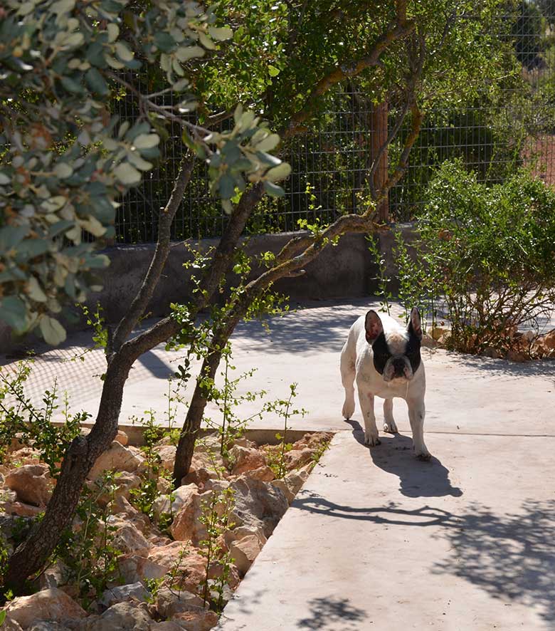 Residencia para perros en Madrid