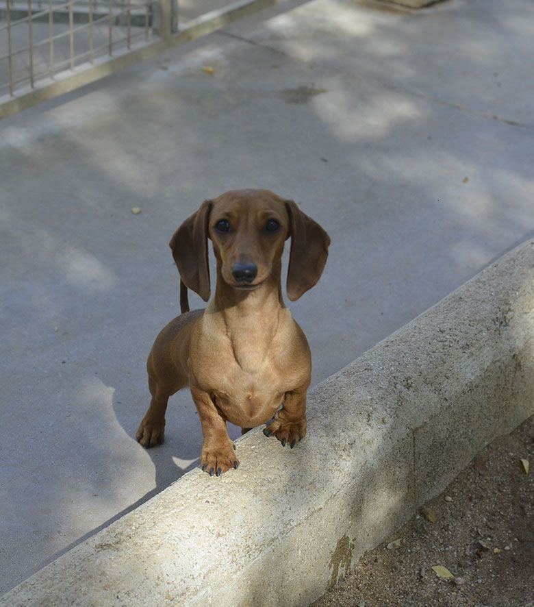 Residencia Canina en Madrid Granja La Luna