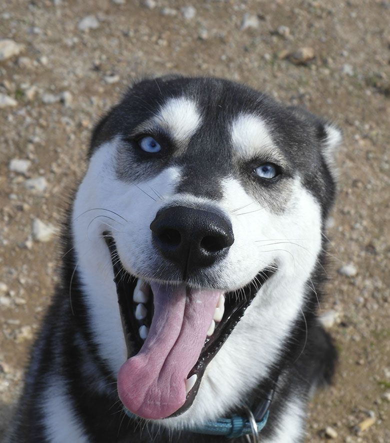 Residencia Canina en Madrid Granja La Luna