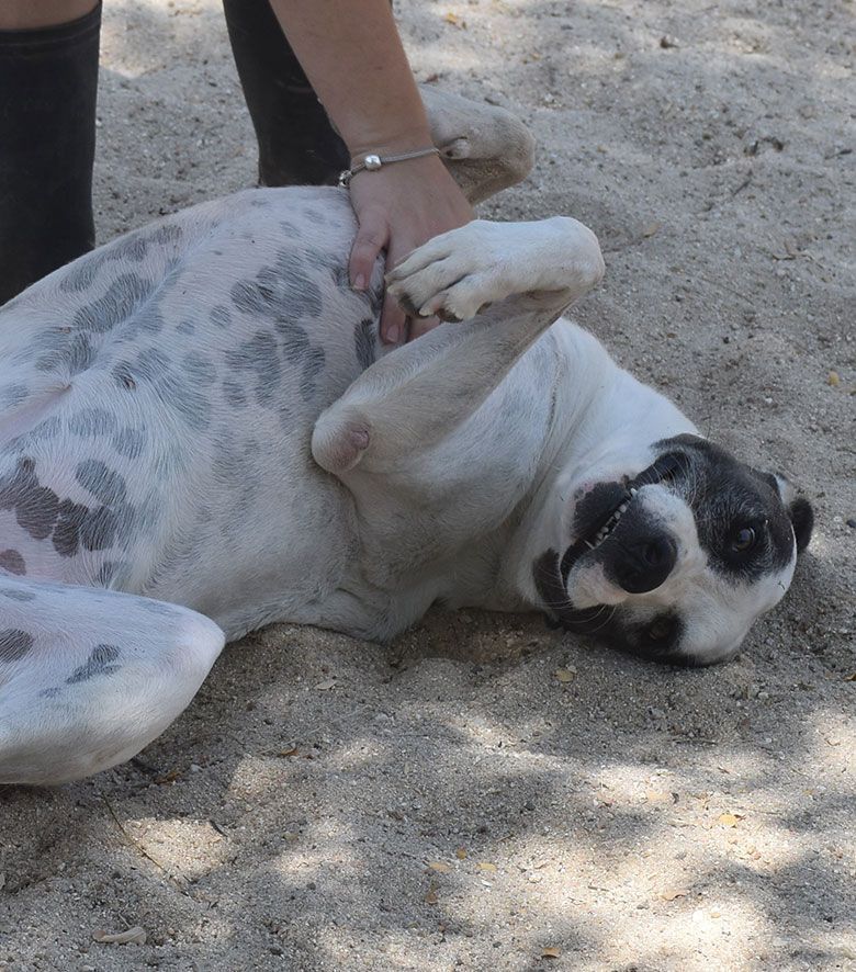 Residencia Canina en Madrid Granja La Luna