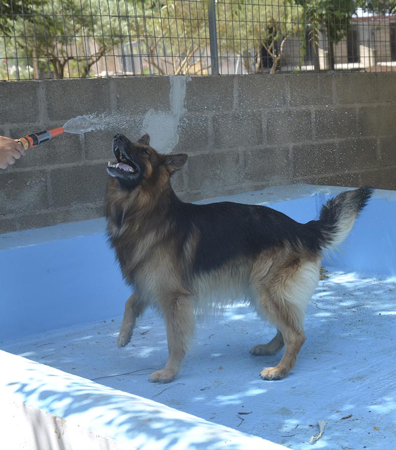 guardería perros madrid