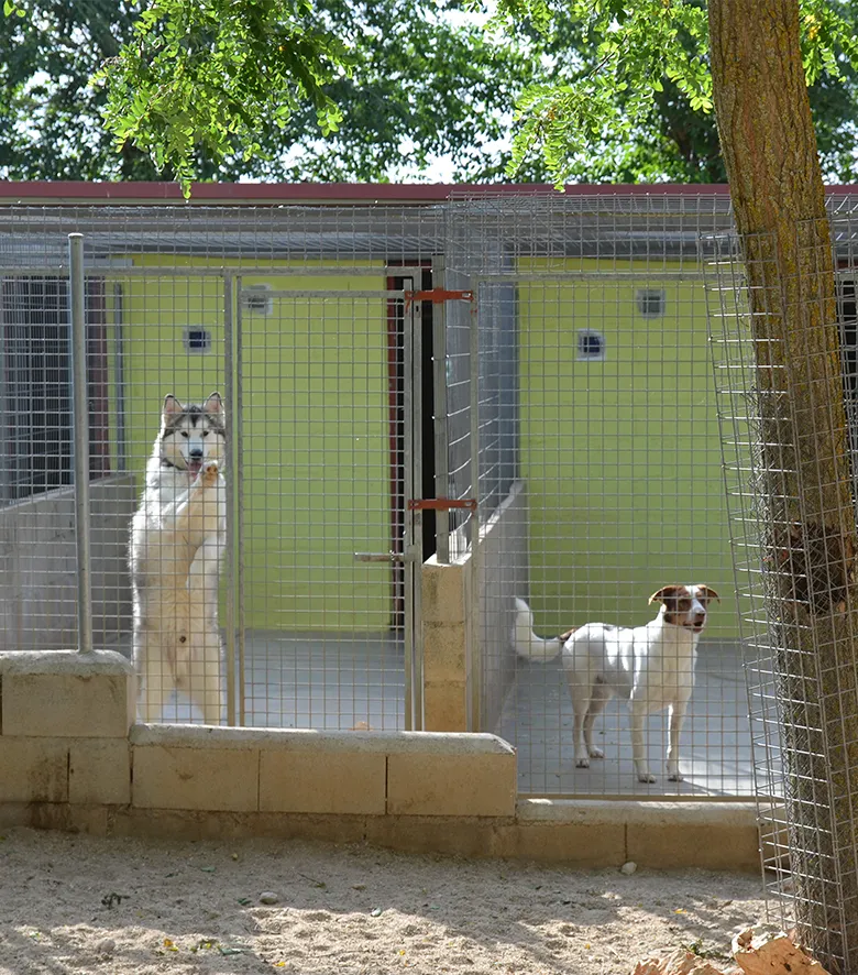 Residencia Canina en Madrid Granja La Luna